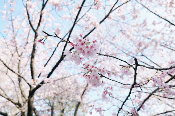 istock Japanese cherry blossoms. The Coming of Spring 2085577663