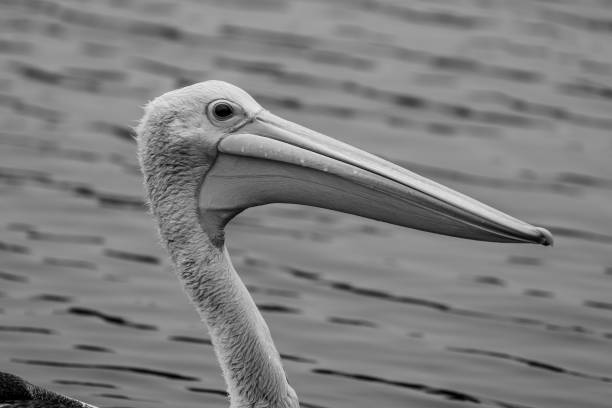 istock Pelican on the water 2085578187