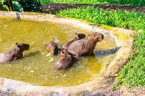 A plump capybara runs in the grass field