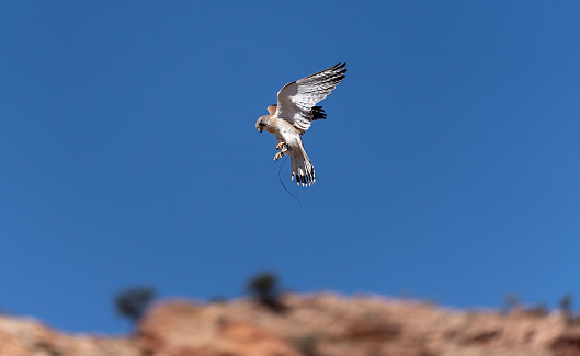 Australian brown falcon in flight. Alice Springs Desert Park.