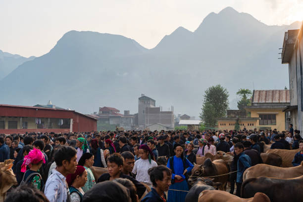HA GIANG, VIETNAM - CIRCA AUGUST 2019: Cattle trading area at Meo Vac market.