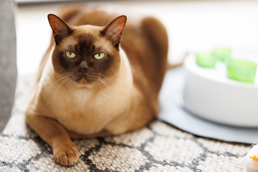 Sitting Burmese cat at home against a white wall looking at camera.
