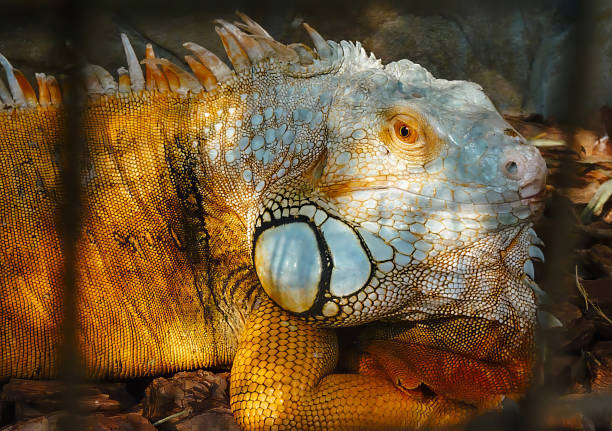 Cute bearded dragon sitting on a wooden branch and looking in the camera with vigilance. Great portrait of Bearded Dragon or Pogona reptile resting, posing on a wooden trunk.