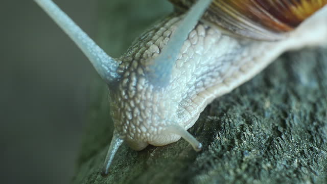 Snail with Tentacles Close-up
