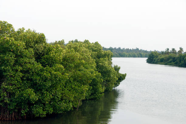 istock mangrove is a shrub or tree that grows mainly in coastal saline or brackish water, grows along coastlines and tidal rivers. 2085604697