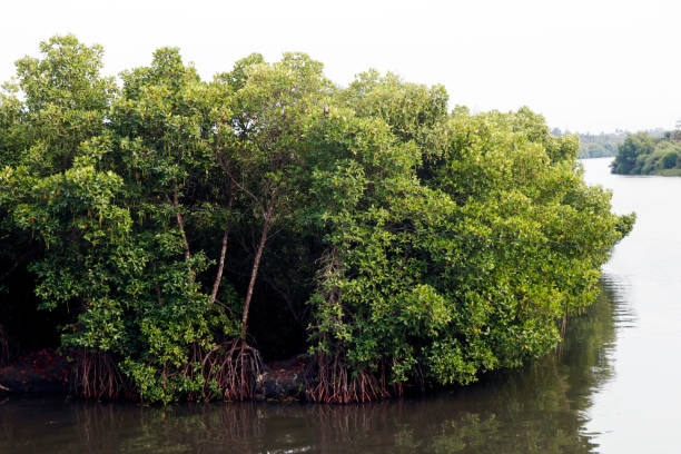 istock mangrove is a shrub or tree that grows mainly in coastal saline or brackish water, grows along coastlines and tidal rivers. 2085606555
