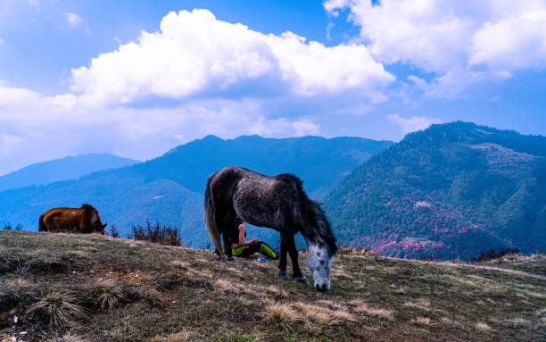 Closeup view of Horse grazing on grassland in Nepal.