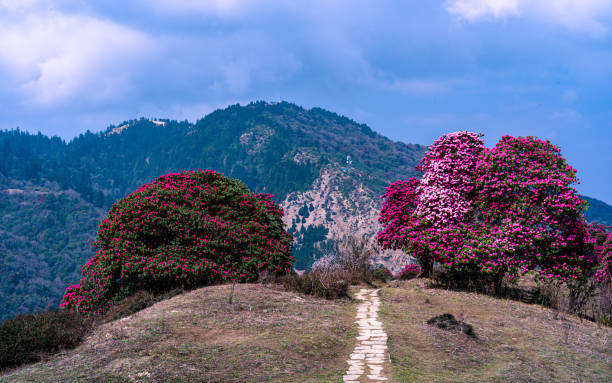 istock blossom rhododendron flower in Poonhill 2085619705