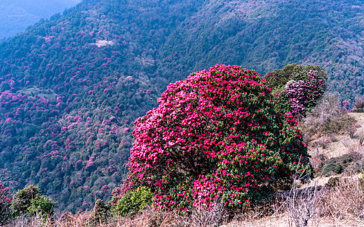 Landscape view of blossom rhododendron flower in Poonhill, Nepal.