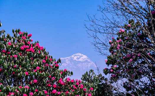 Landscape view of blossom rhododendron flower in Poonhill, Nepal.