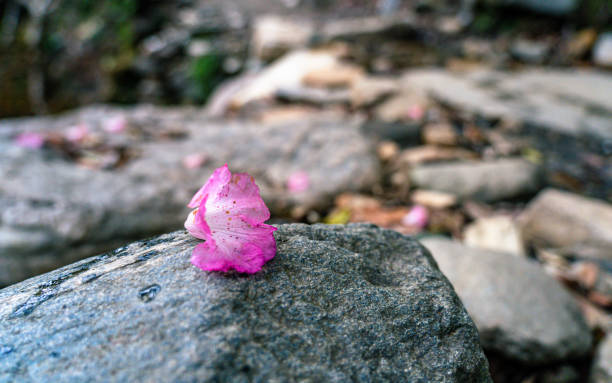Closeup view of blossom Rhododron flower in Poonhill, Nepal.