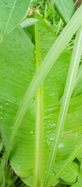 istock Banana leaves, banana leaf background 2085623445