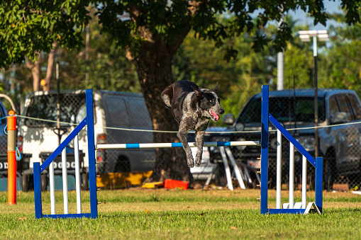 Dog agility competition at the Royal Darwin Show 2023. Northern Territory, Australia.