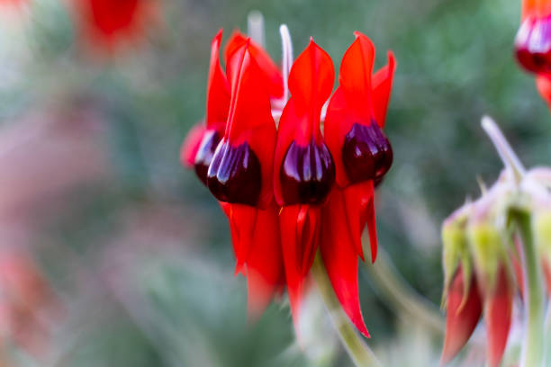 Sturt's desert pea (Swainsona formosa)