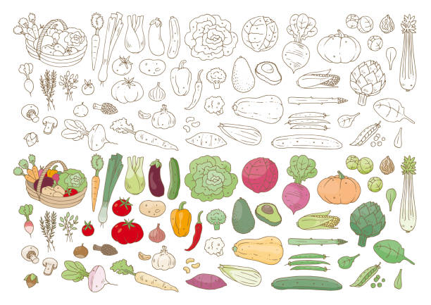 ilustraciones, imágenes clip art, dibujos animados e iconos de stock de légumes - bean avocado radish nut