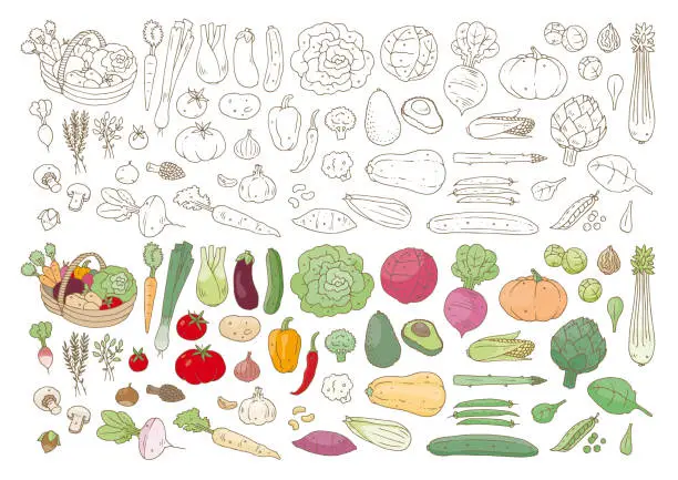 Vector illustration of Légumes
