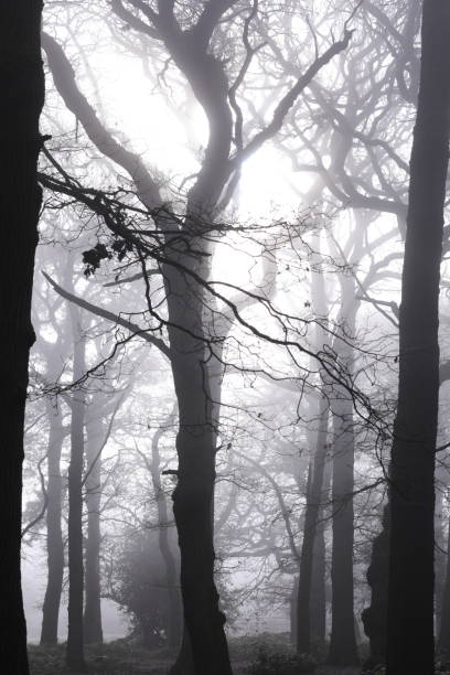 istock Dense autumn forest shrouded in fog on a cold afternoon 2085644150