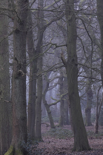 A dense autumn forest shrouded in fog on a cold afternoon