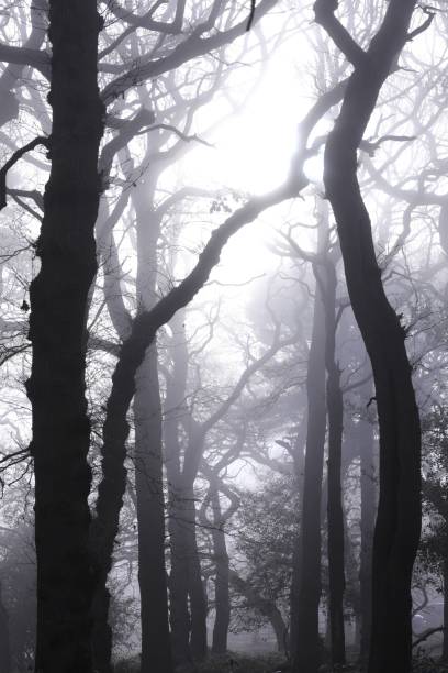 istock Dense autumn forest shrouded in fog on a cold afternoon 2085644696