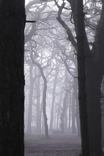 A dense autumn forest shrouded in fog on a cold afternoon