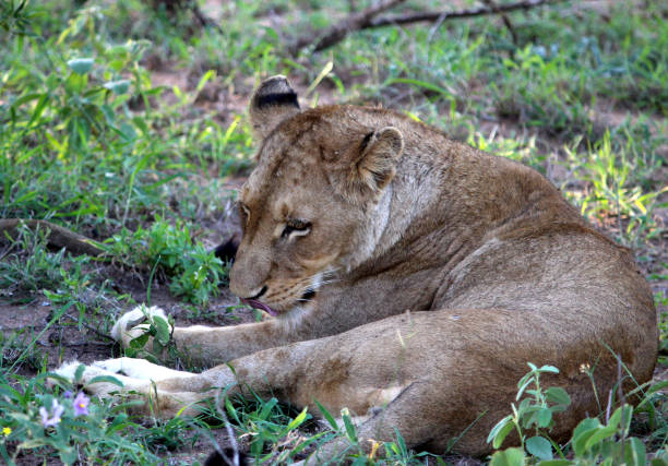 istock African lioness (Panthera leo) resting in Kruger National Park : (pix Sanjiv Shukla) 2085646836