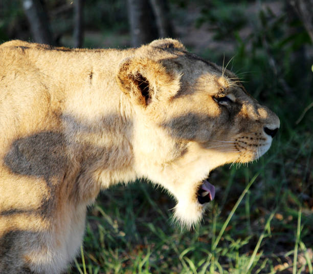 African lion (Panthera leo) is a large wild cat native to Africa. It has a muscular, broad-chested body, short, rounded head, round ears, and a hairy tuft at the end of its tail. Adult males are larger than females and have a prominent mane. It is a social species that lives in family groups called prides, which may contain few adult males and related females and cubs. Groups of female lions usually hunt together, preying mostly on large ungulates. The lion is an apex and keystone predator; although some lions scavenge when opportunities occur. Lions inhabit grasslands, savannas and shrublands. It is usually more diurnal than other wild cats.