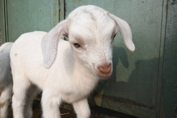 Baby goat or goat kids. Black Bengal baby goats. It is a most popular pet animal of all over world. It is reared for meat and milk. Mammals livestock. Cattle.