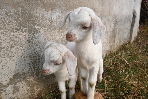 Goats in the village in Serbia.