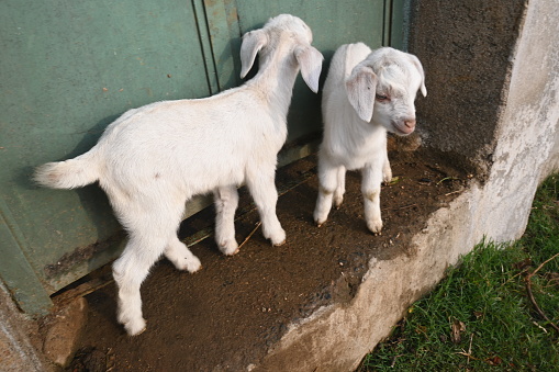 Baby goat or goat kids. Black Bengal baby goats. It is a most popular pet animal of all over world. It is reared for meat and milk. Mammals livestock. Cattle.