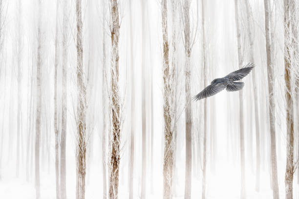 Wildlife
