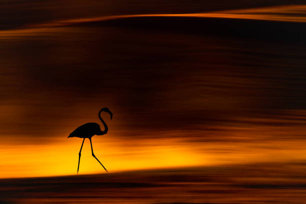 Wildlife photography.