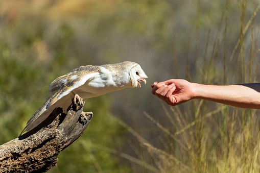 Zookeeper feeding and Australian barn owl. Central Australia.