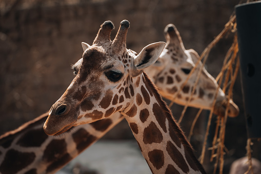 The two giraffes standing side by side.