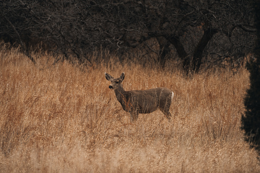 A white-tailed deer in tall brown grass.