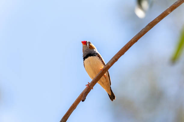 Male zebra finch perched on a tree branch.