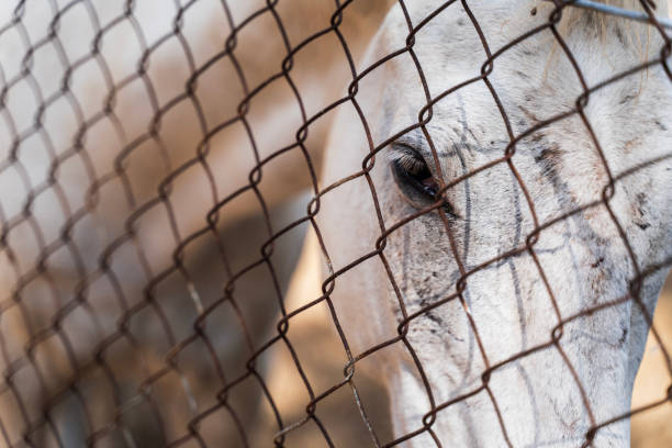 White horse behind a fence.
