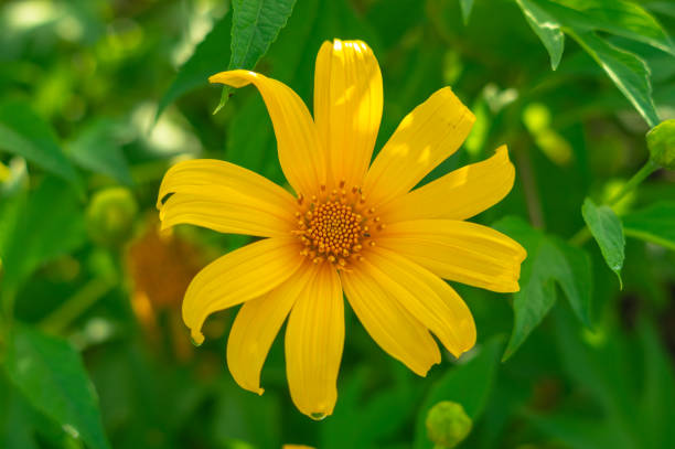 A field of sunflowers blooming beautifully among the blurred green leaves.