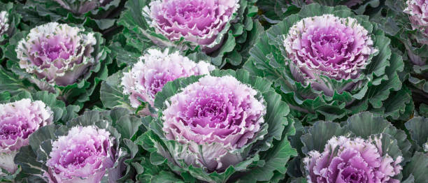 istock pink flowered kale, ornamental plant 2085669042