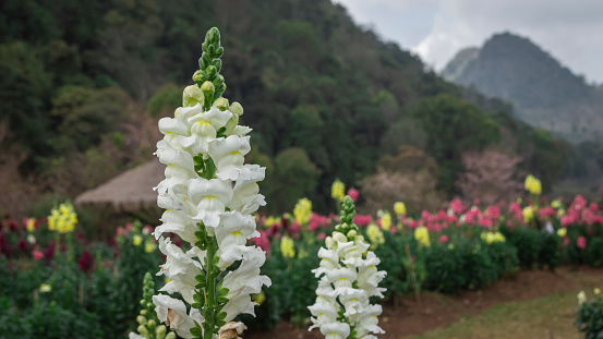 Fresh white dragon tongue flowers with green mountain background