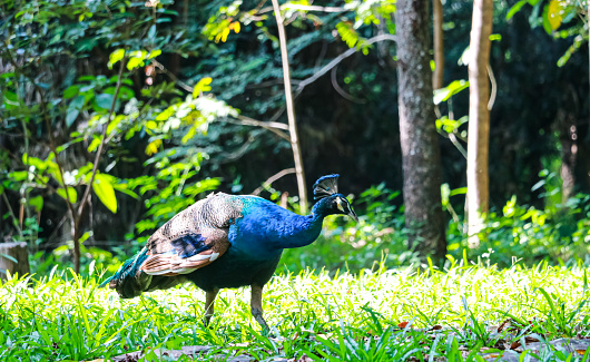 Green peafowl Peacock walks in the nature park