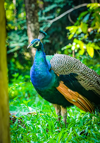 Green peafowl Peacock walks in the nature park
