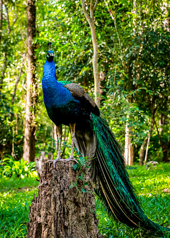 Green peafowl Peacock walks in the nature park