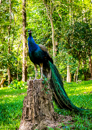 Green peafowl Peacock walks in the nature park