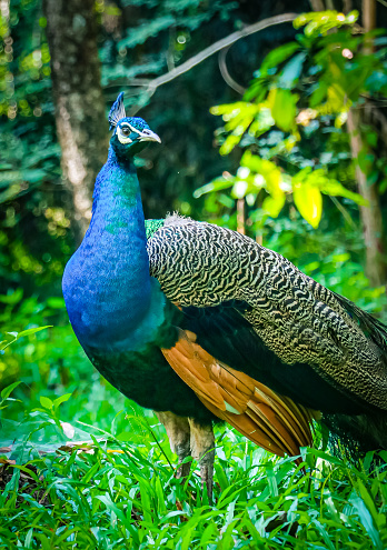 Green peafowl Peacock walks in the nature park