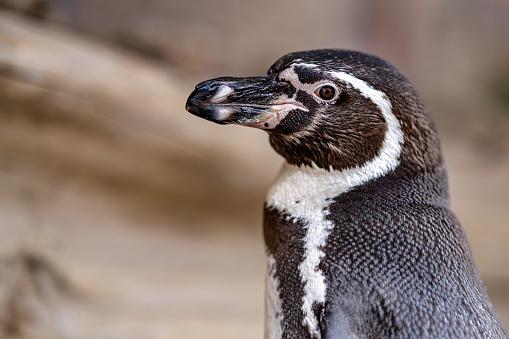 A close-up of a Humboldt penguin (Spheniscus humboldti) captured in detail