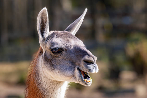 istock Close-up of a Lama (Lama glama) against a blurred background 2085685279
