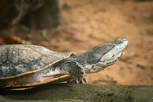 A toad-headed turtle (Phrynops geoffroanus) resting on the group