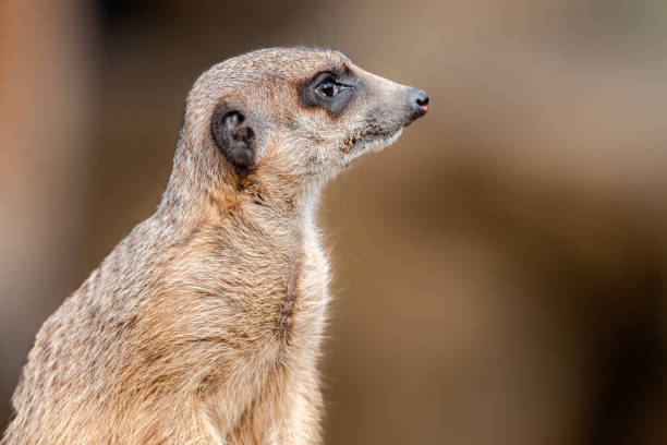 istock Meerkat standing in its natural habitat 2085685510