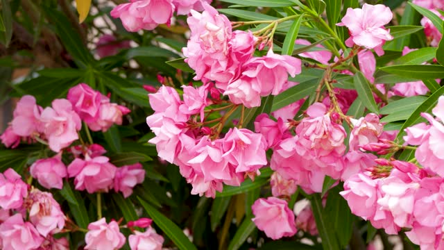 Beautiful plant with soft pink flowers, scientific name nerium oleander, adelfa, 4k panning video