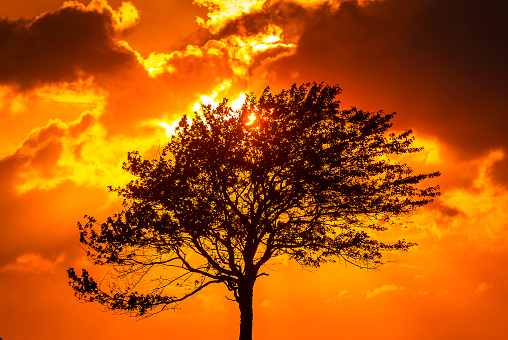A lone tree stands against a vibrant sunset, its silhouette sharply outlined by the fiery shades of orange and yellow that fill the sky. The setting sun peeks through the trees branches, casting a warm glow that reflects the serene beauty of a Swedish evening.